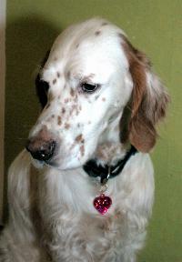 Bibo/English Setter orange belton